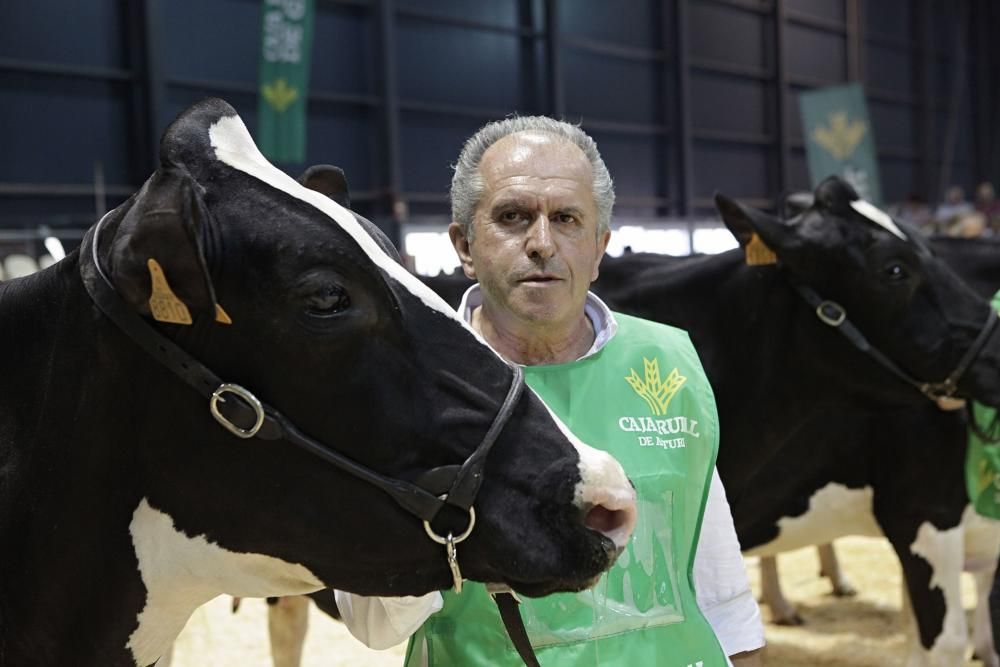 Las mejores vacas de Asturias se citan en la Feria de San Antonio de Gijón.