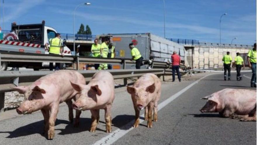 Vuelca un camión lleno de cerdos en Soria