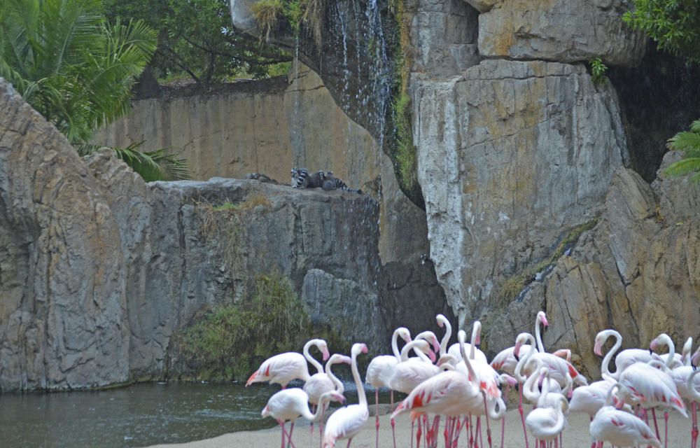 Tormenta de verano en Bioparc