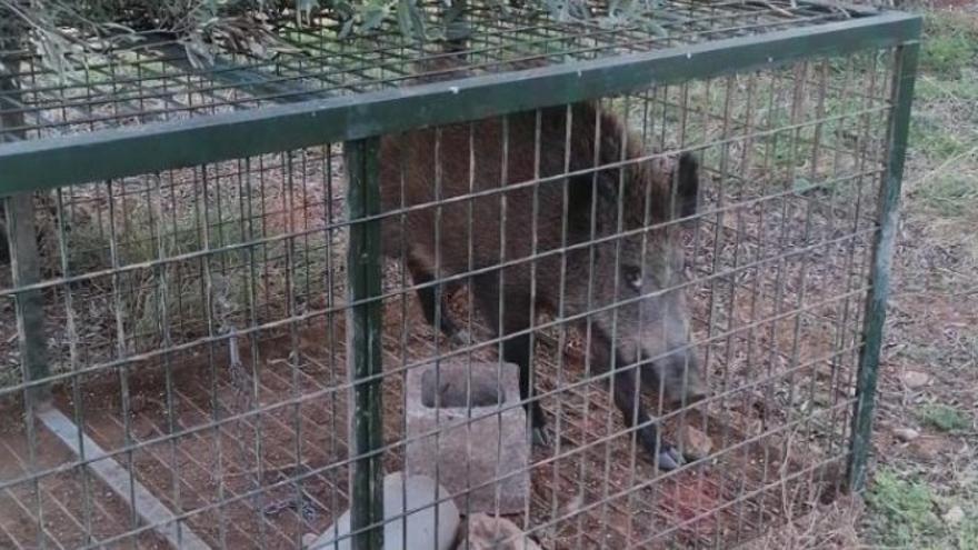 Instalarán 4 jaulas-trampa en un pueblo de Castellón para capturar jabalís: &quot;El tema es grave&quot;