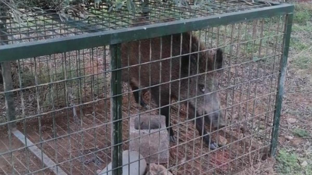 Alcalà instalará cuatro jaulas-trampa en zonas cercanas al núcleo urbano de Alcossebre para evitar la excesiva proliferación de esta especie animal.