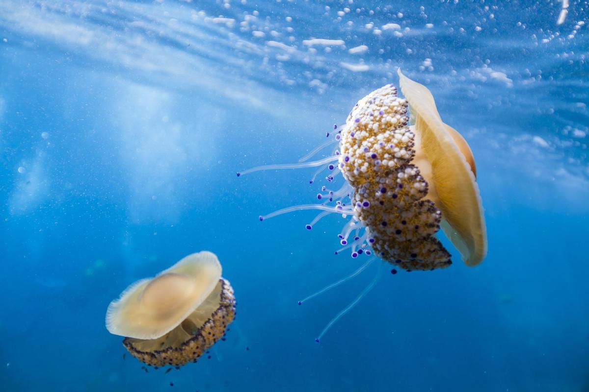 Dos ejemplares de la medusa