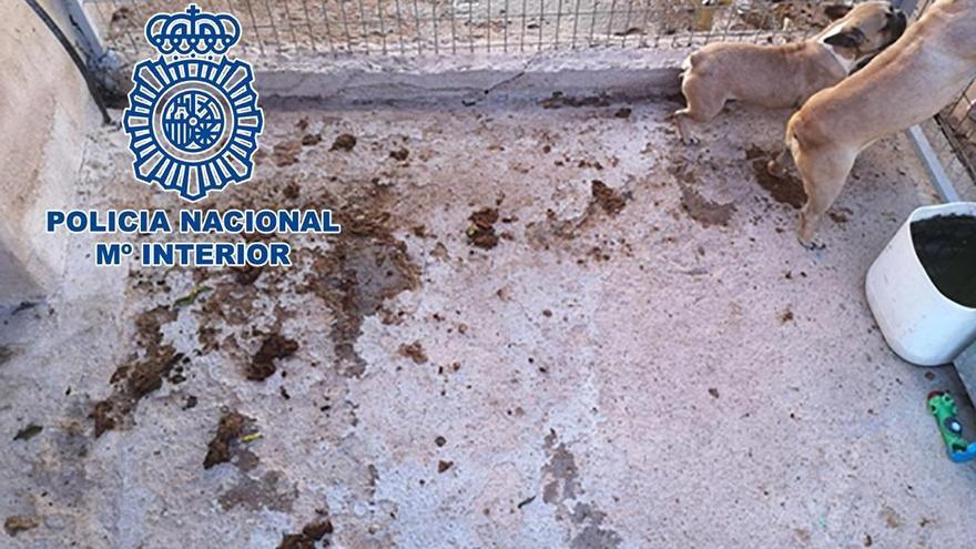 Desmantelan un criadero ilegal de perros tras una denuncia en Córdoba -  Diario Córdoba