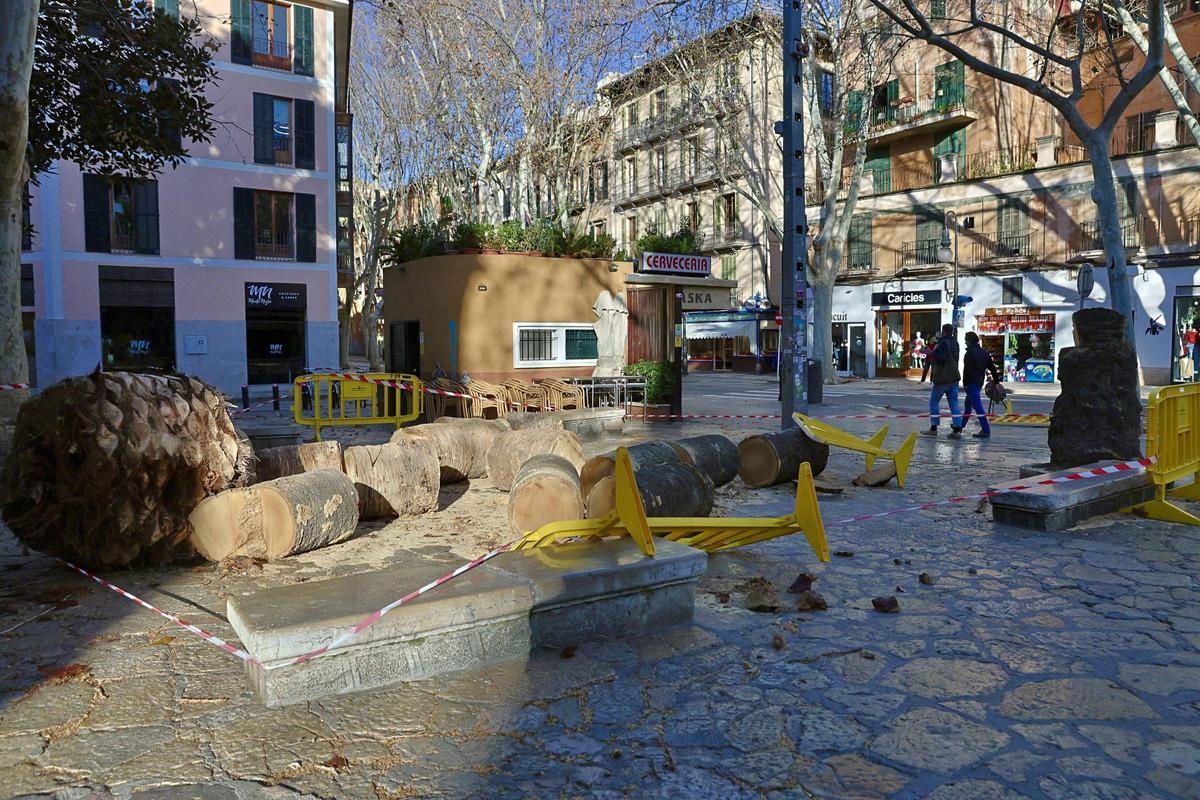 Palmera talada en la plaza del Mercat.