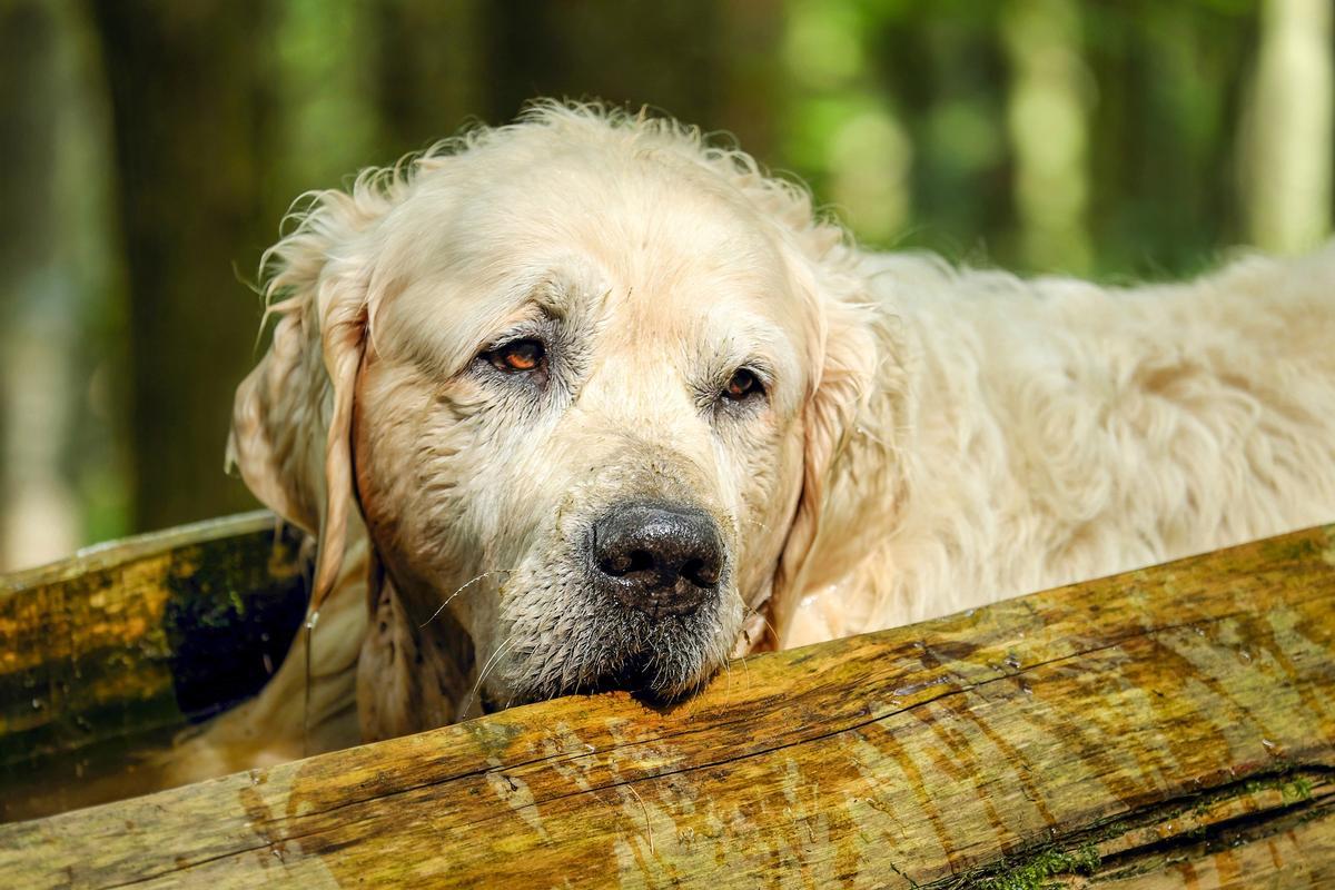 Los perros ancianos requieren otro tipo de cuidados.