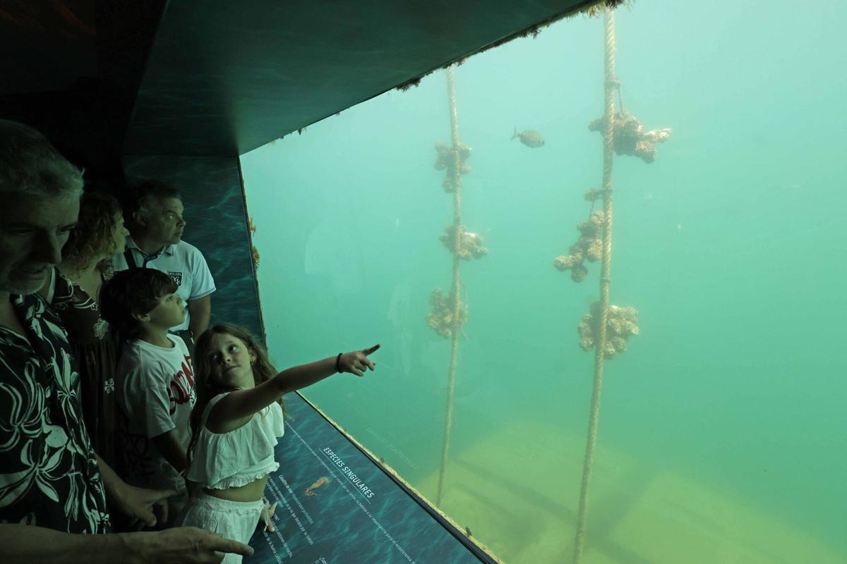 Abre «Atlántida», una ventana privilegiada para observar la riqueza de la ría de Vigo