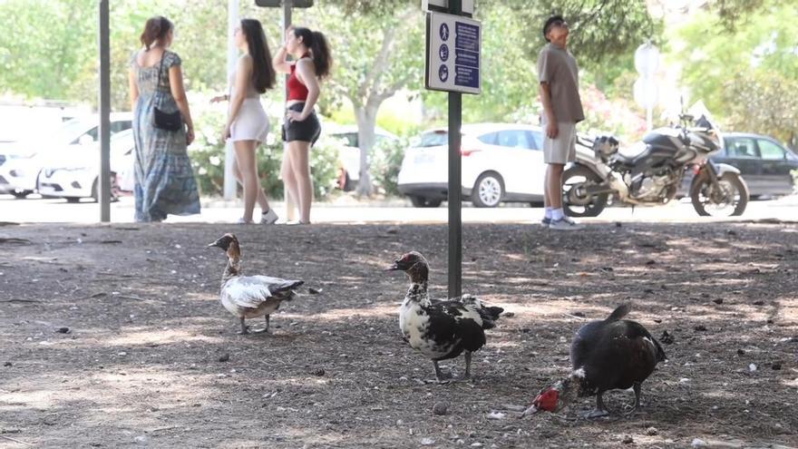 Los patos, los inesperados protagonistas del campus de la UA