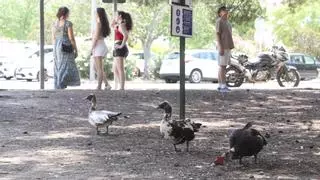 Los patos dejarán de campar por la Universidad de Alicante