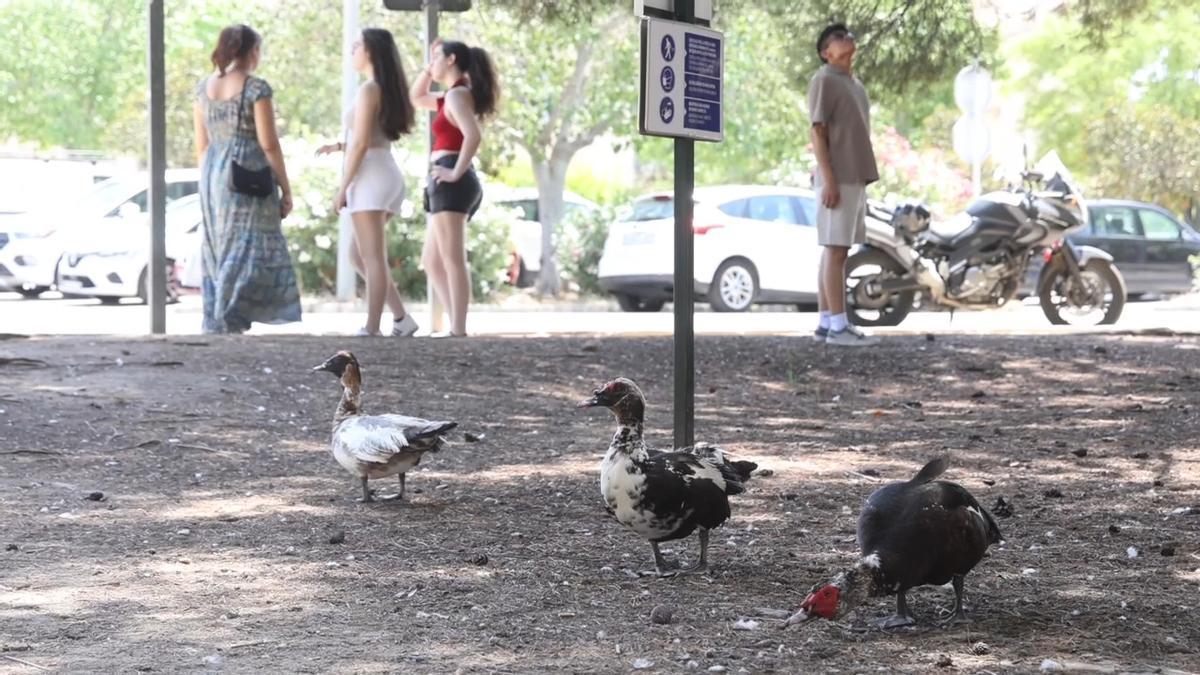 Los patos, los inesperados protagonistas del campus de la UA