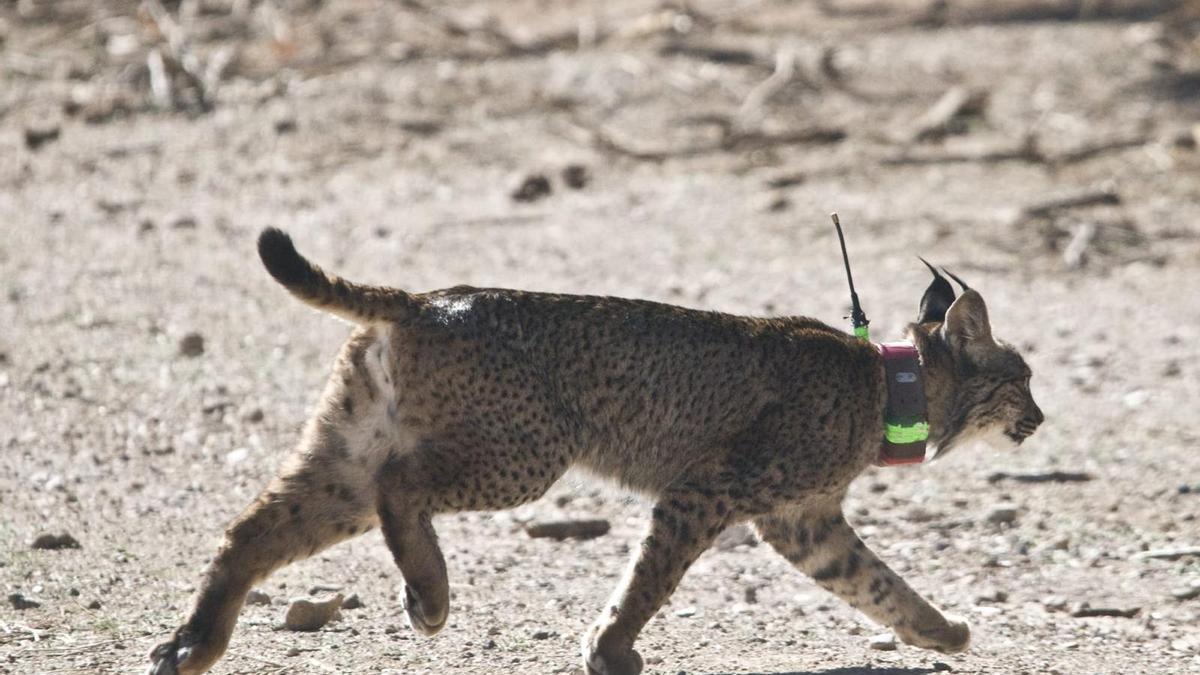 Troncho es uno de los linces criados en cautividad en Andalucía que fue liberado el año pasado en Sierra Arana, en Granada.