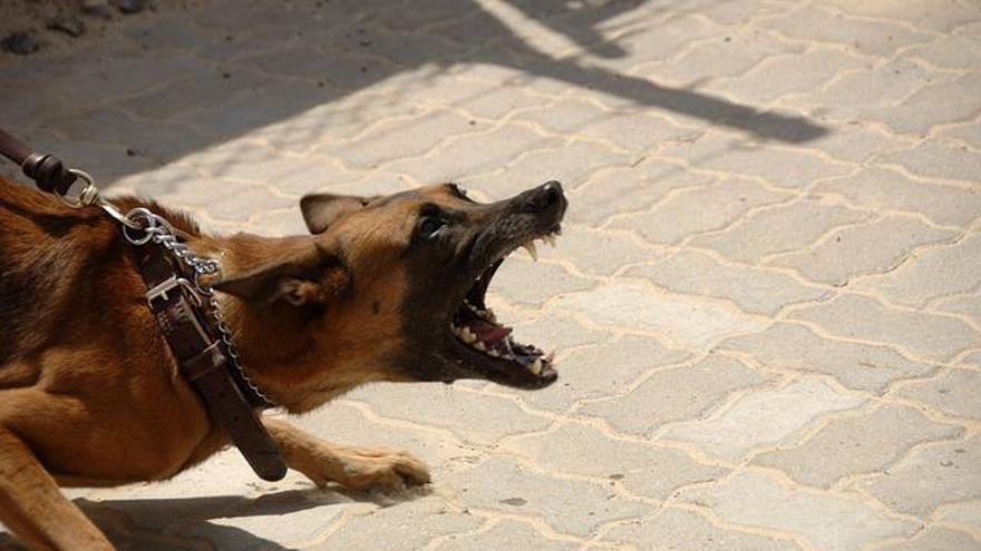 El ataque de un perro en una parroquia deja cuatro heridos