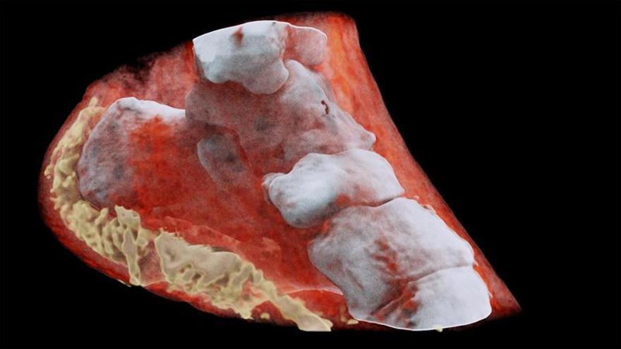 Investigadores neozelandeses crean radiografías 3D en color