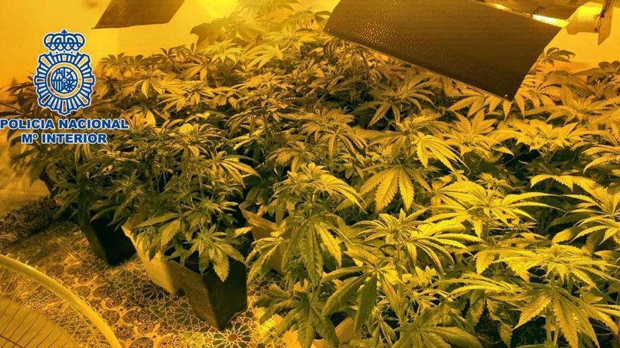 Tres detenidos por cultivar marihuana y otro por &#039;pasar&#039; cocaína en Vila-real