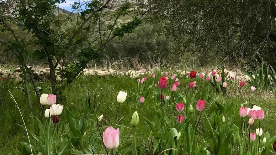 Los tulipanes están en floración y los centenares de lirios que quedan empiezan a eclosionar.  A. P. F.