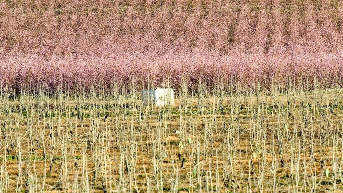 Campos de Lleida en primavera