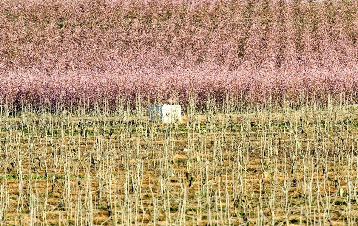 Campos de Lleida en primavera.