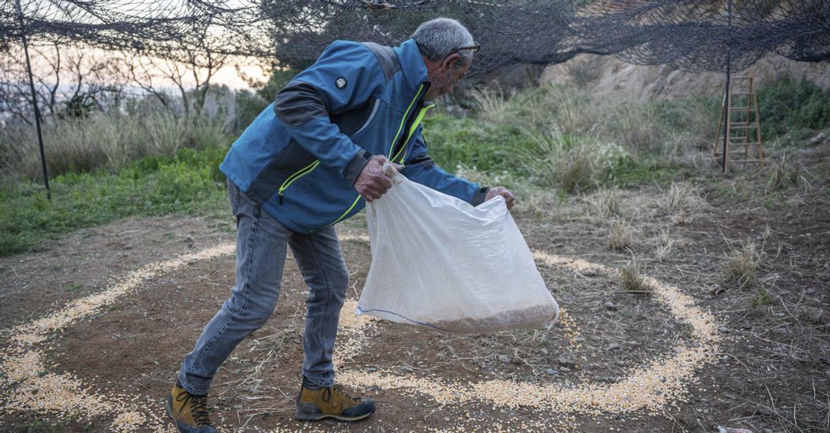 Les firmes que cacen senglars reclamen ser a Collserola
