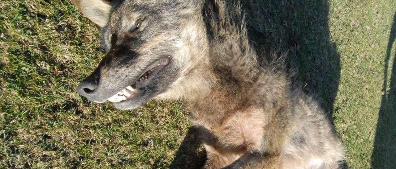 Un lobo muerto en una batida en los montes del Caudal.