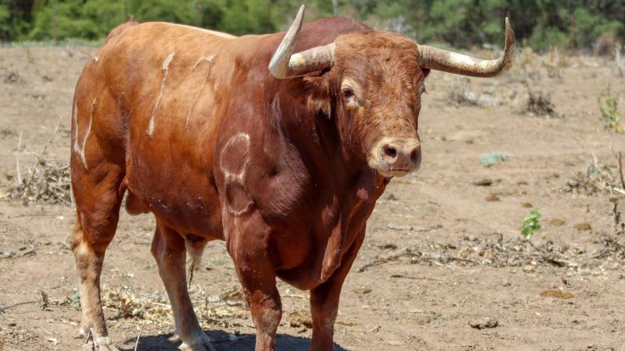 El espectacular toro que despierta pasiones antes de salir a las calles de un municipio de Castellón