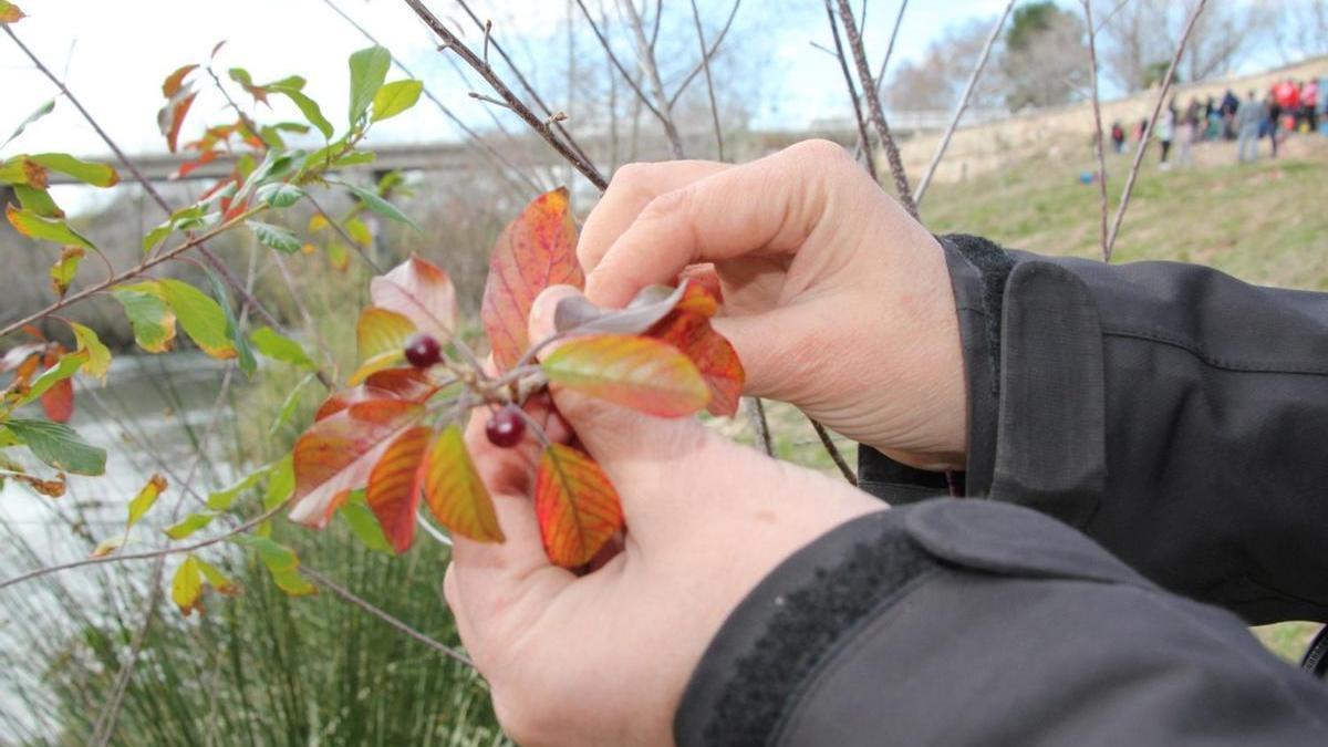 Un ejemplar de frángula con fruto en la orilla del río en Alzira en una imagen de archivo.