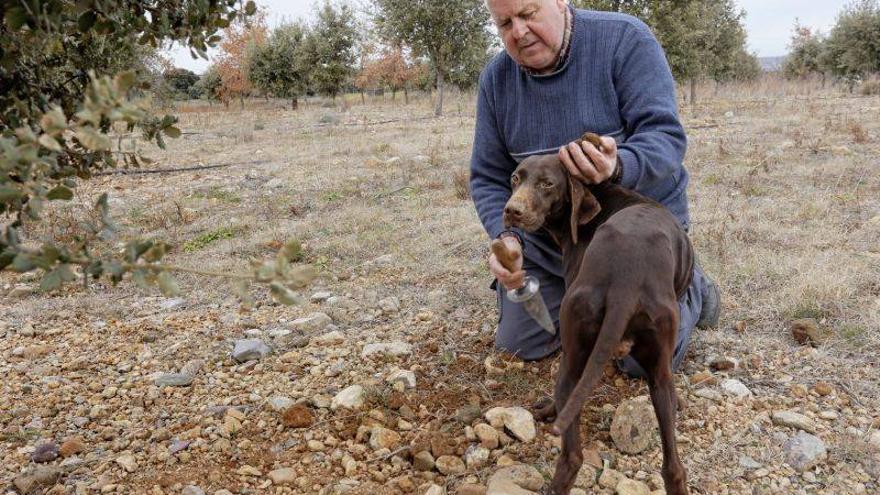 Eloy Martínez: El pionero de la trufa del Moncayo