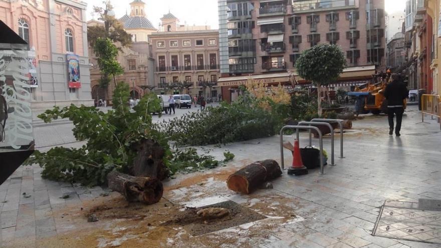 Polémica por la poda de unas moreras en la plaza Romea