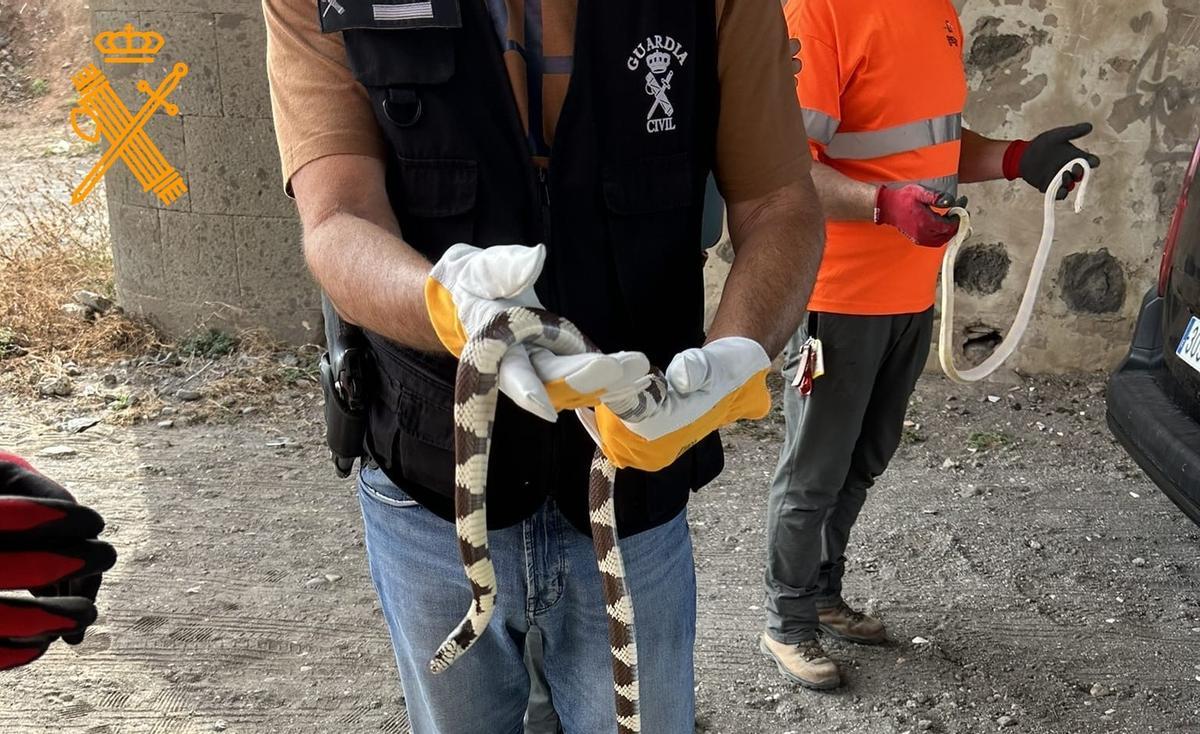 La Guardia Civil de Las Palmas investiga el tráfico ilegal de animales entre Gran Canaria y Tenerife