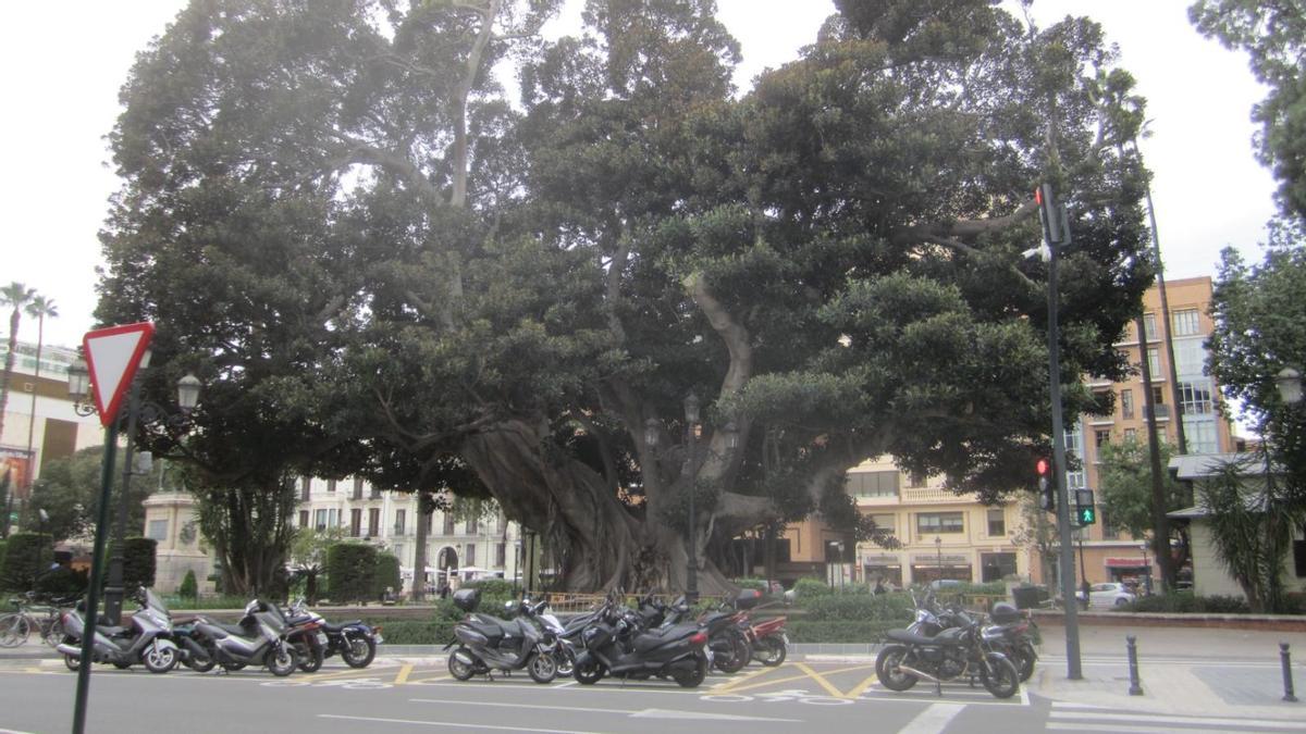 Primeros trabajos en el Parterre y en el entorno del ficus monumental.