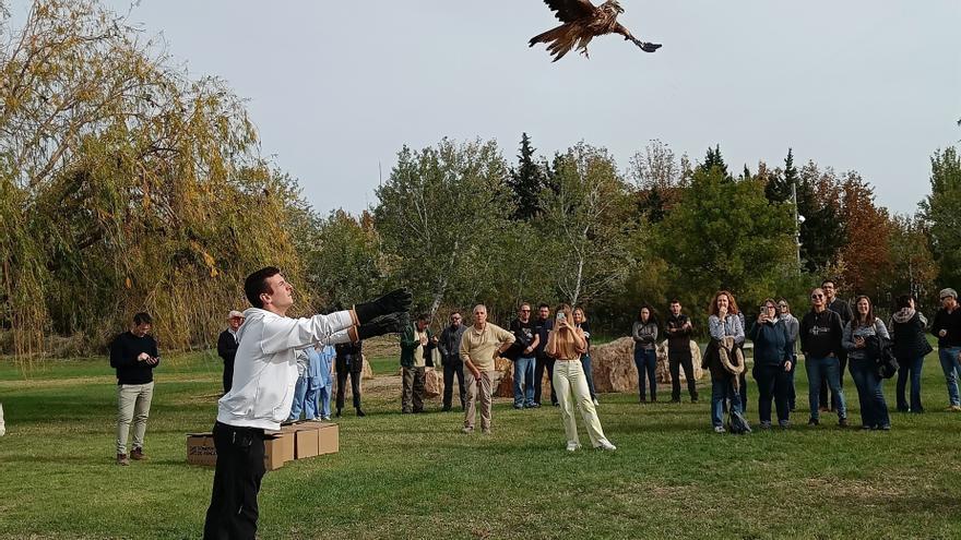 Diez pollos de milano real echan el vuelo en la Reserva Natural de los Galachos de la Alfranca