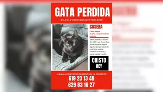 Sorda, tuerta y casera: se busca a una gata perdida en la zona de Cristo Rey