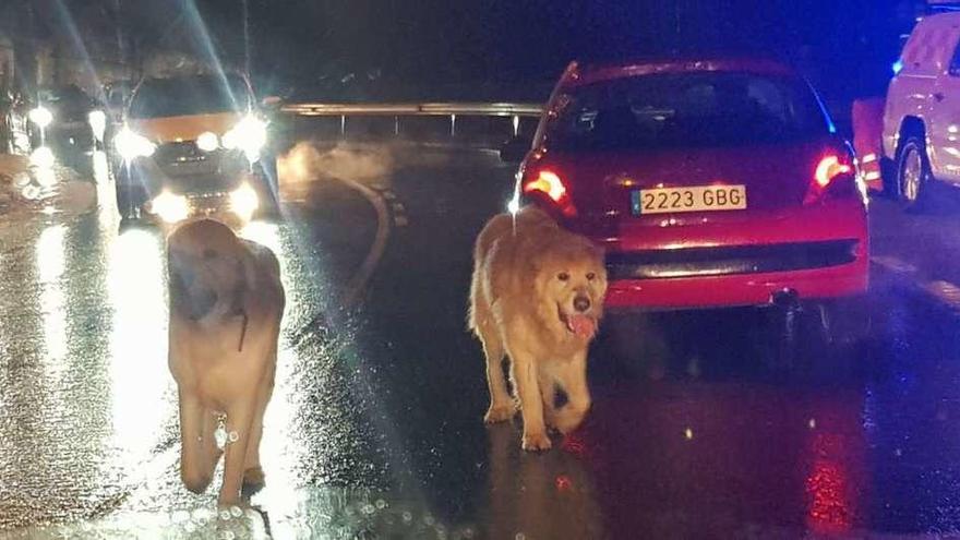 Los dos perros que provocaron importantes retenciones de tráfico en Carril. // FdV