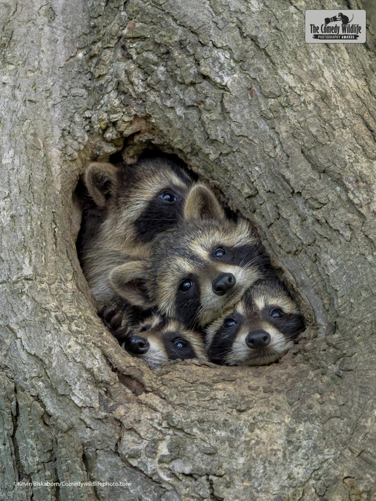 Las fotos de animales salvajes más divertidas del año