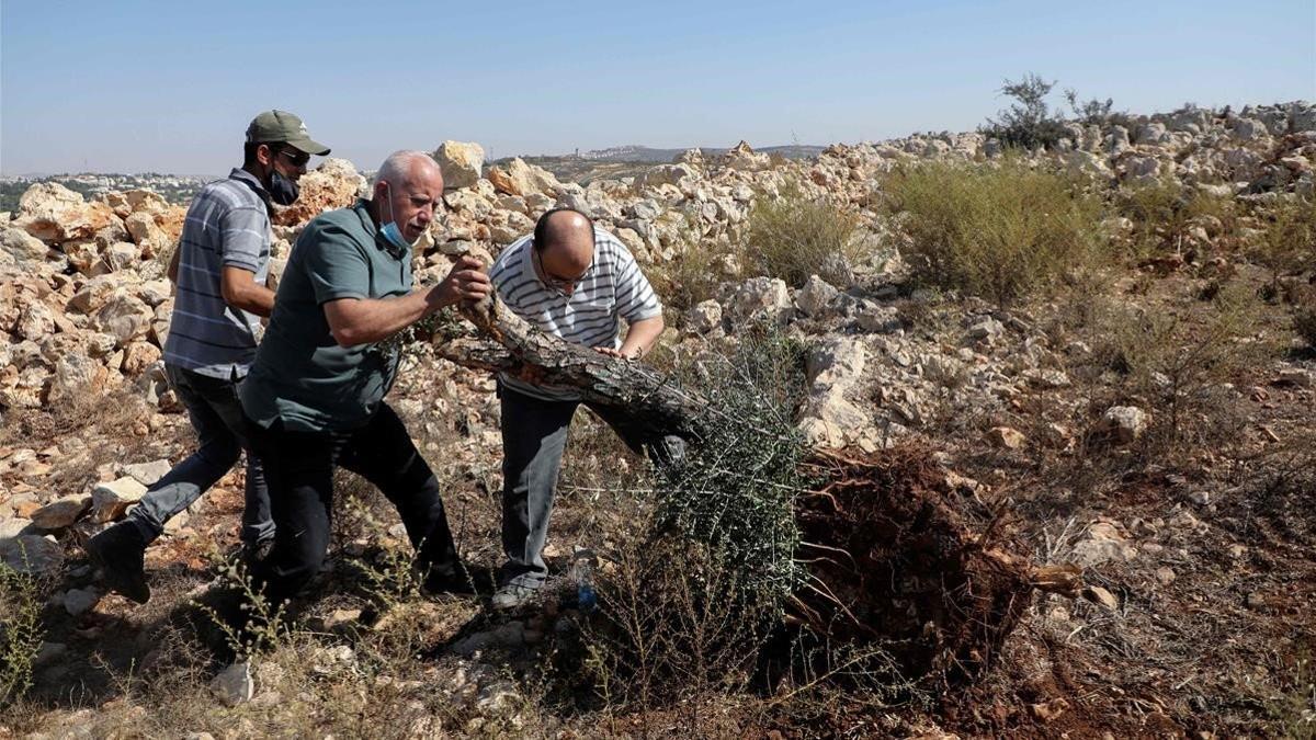 Tres palestinos intentan plantar de nuevo un olivo arrancado por un bulldozer israelí en Cisjordania, cerca del asentamiento de Ariel.