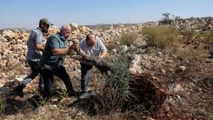 Tres palestinos intentan plantar de nuevo un olivo arrancado por un bulldozer israelí en Cisjordania, cerca del asentamiento de Ariel.