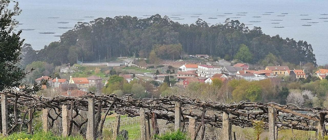 Zona forestal en Bueu, en la parroquia de Cela.   | // SANTOS ÁLVAREZ