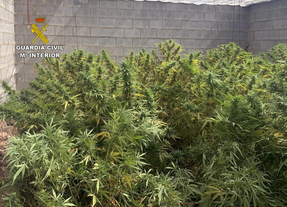 La Guardia Civil desmantela dos plantaciones de marihuana en Abanilla