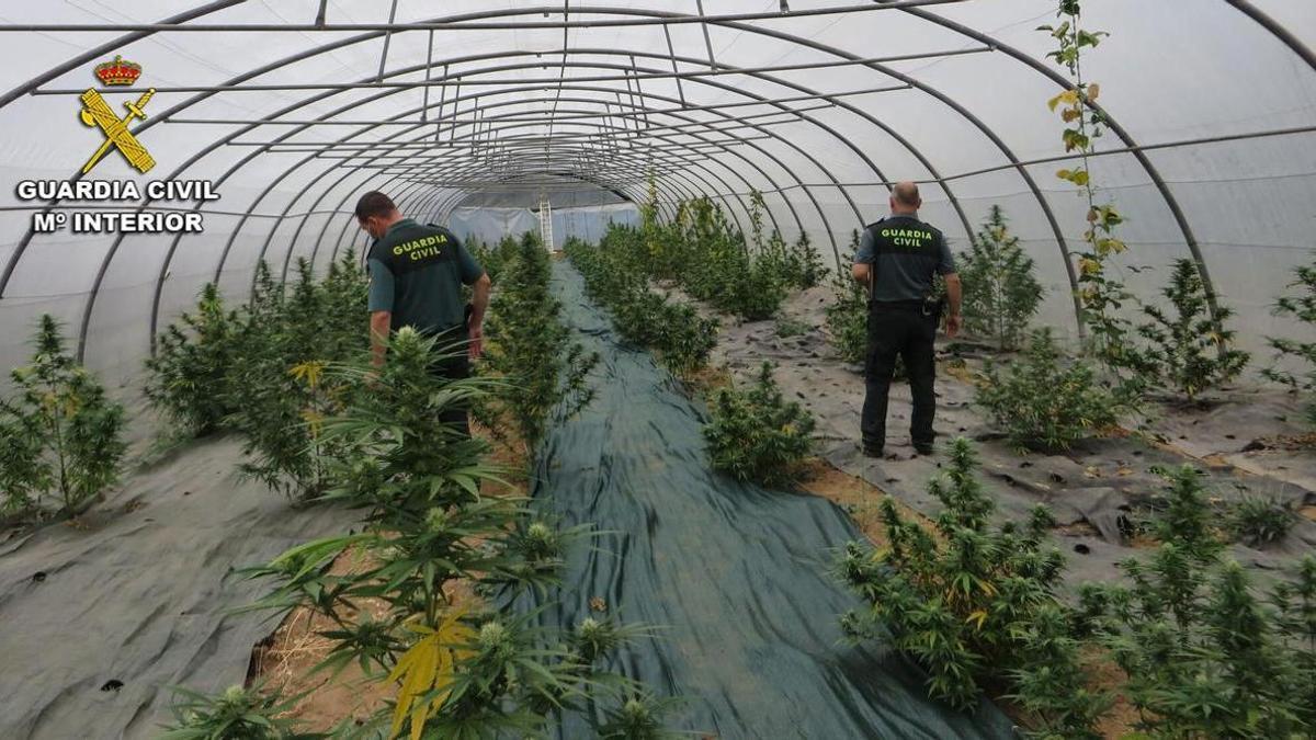 La plantación de marihuana en Ponte.