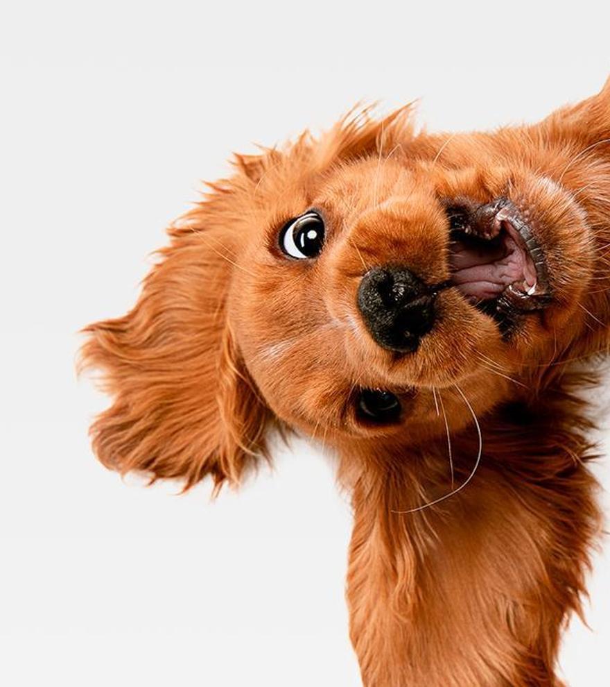 Perros pequeños para pisos: ¡encuentra a tu compañero ideal!