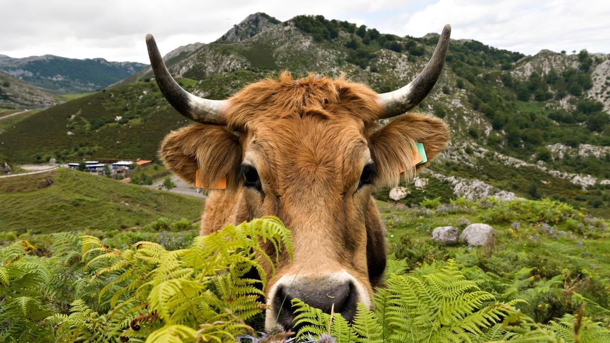 Vaca en Picos de Europa