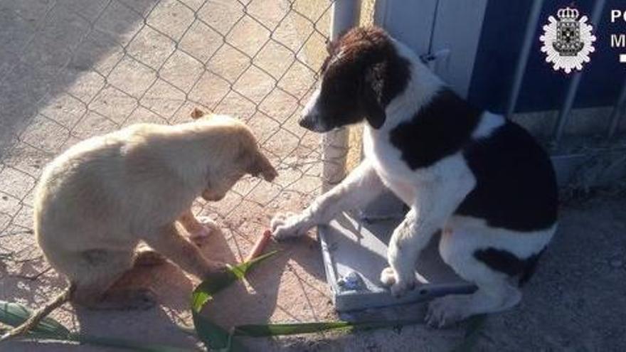 Los dos perros, ya a salvo tras ser sacados del agua.