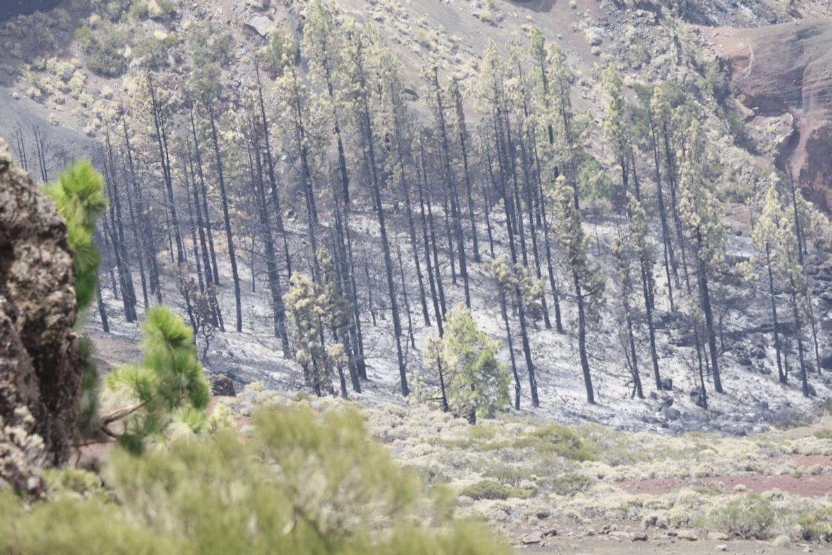 Estabilizado el incendio de Tenerife