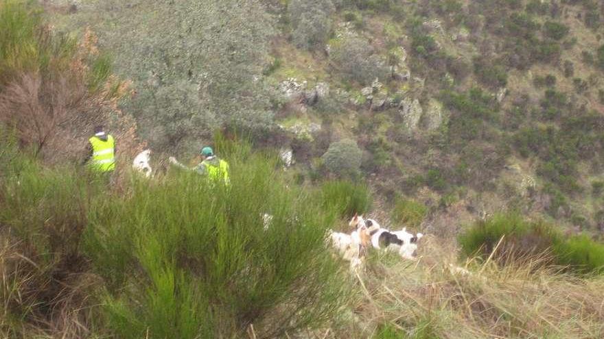 Desarrollo de una montería en Arribes del Duero.