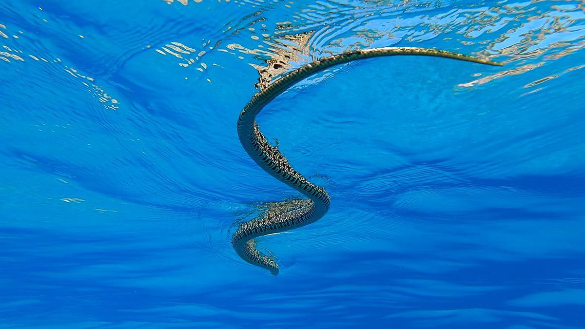 Una culebra de herradura, nadando en el mar