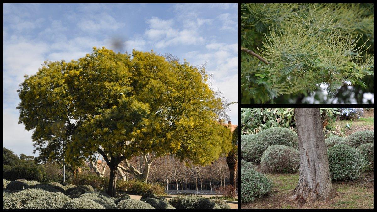 ficha-ob-acacia-dealbata-parc-central-matar ficha-ob-acacia-dealbata-parc-central-matar