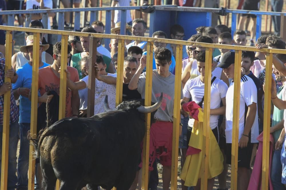 Encierro urbano en Moraleja del Vino