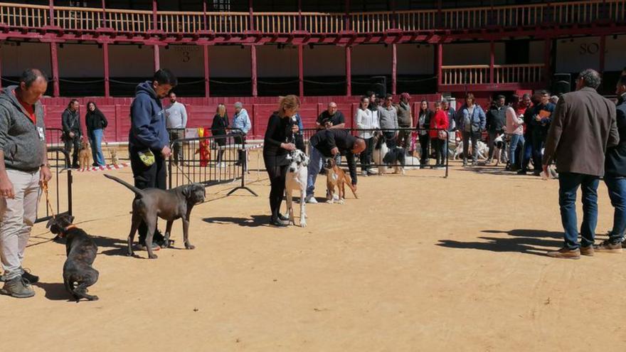 Toro, escaparate de perros de pura raza