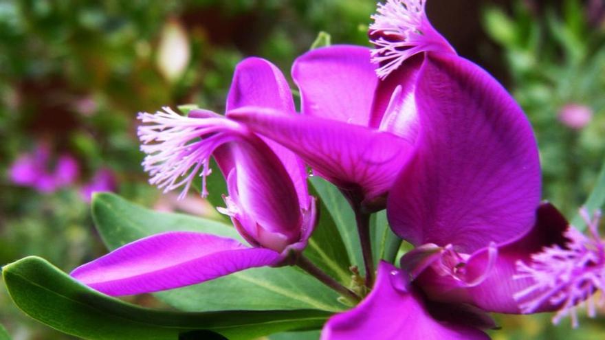 La planta Polygala myrtifolia