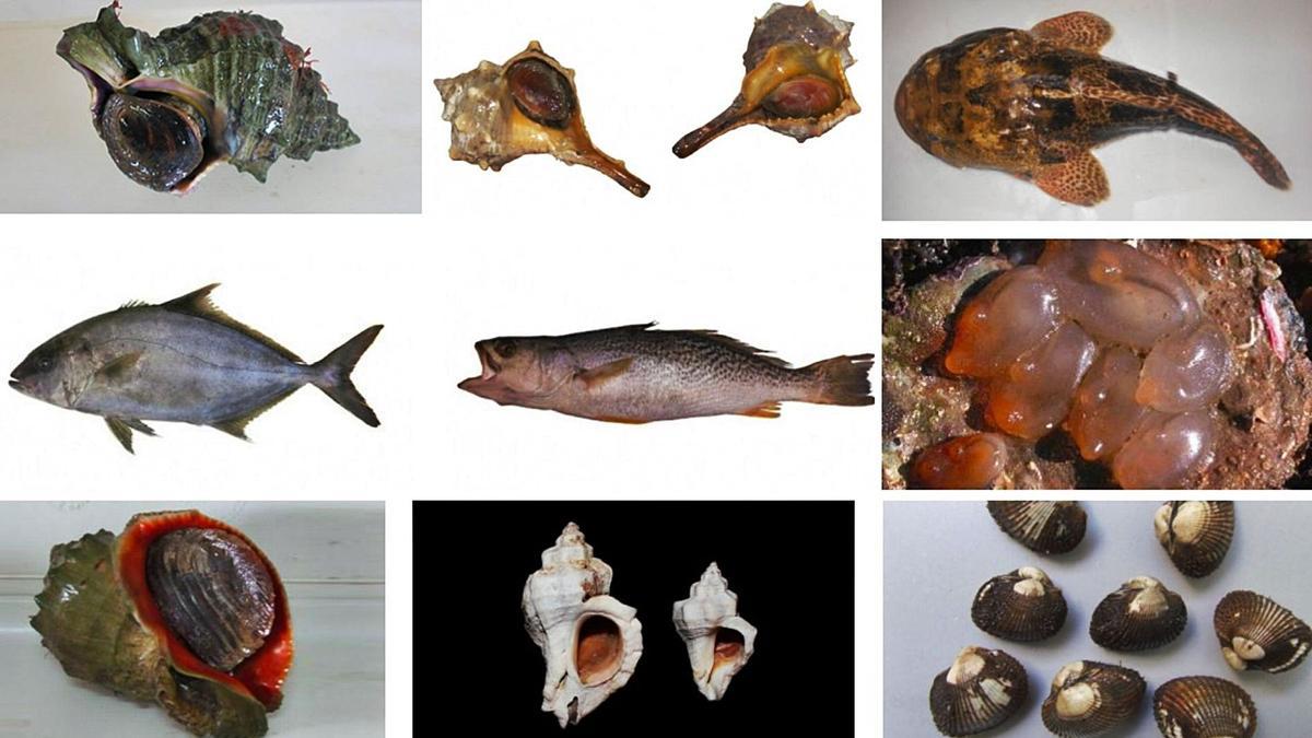 Algunas de las especies con las que se estrena la herramienta de control presentada por la Xunta.