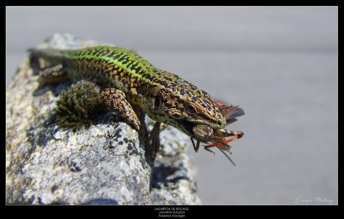 Del ciervo volante a la cobra de agua viperina: los disparos (fotográficos) de un militar que documenta la fauna de Muros-Noia Del ciervo volante a la cobra de agua viperina: los disparos (fotográficos) de un militar que documenta la fauna de Muros-Noia