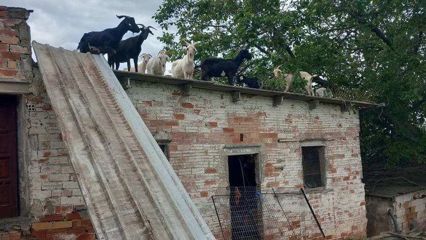 Un ferit greu a Oliana en caure d'un teulat quan intentava fer-ne baixar un ramat de cabres